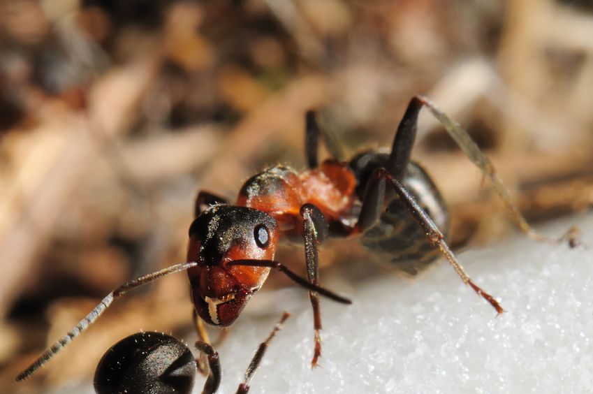 Tips for Carpenter Ant Control