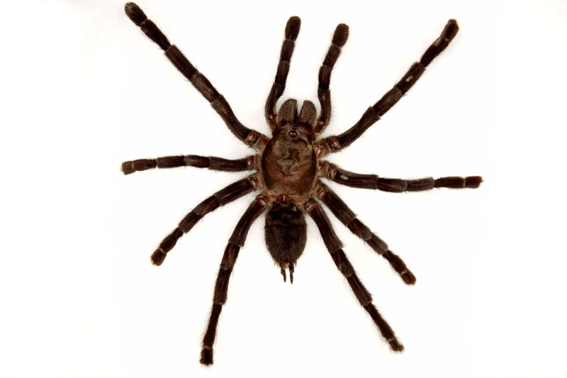 Find The Most Reliable Spider Control Treatment In Arlington, VA