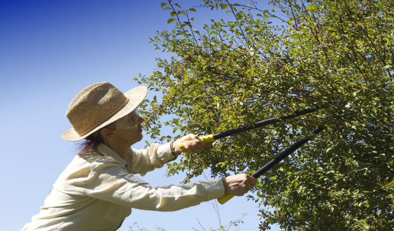 Tree Trimming Companies in Oahu That Offer Complete Services