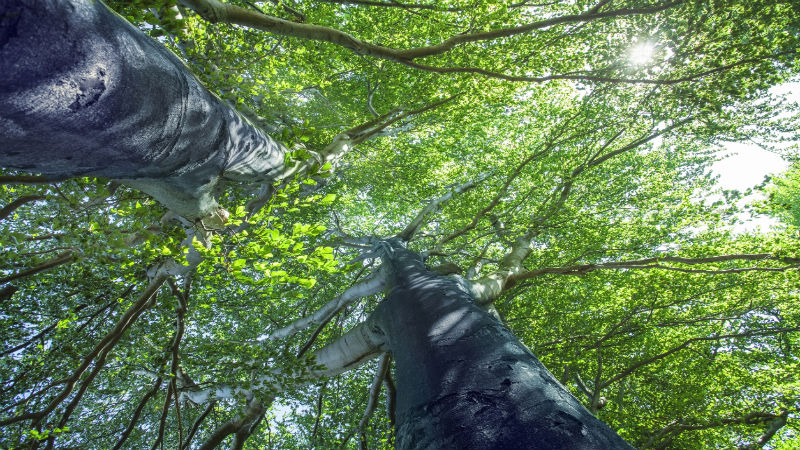 Seasonal Pruning Is Part of Regular Tree Maintenance in Fishers, IN