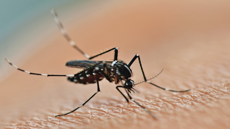 What Property Owners Need To Know About Mosquito Control Treatment In Arlington, VA