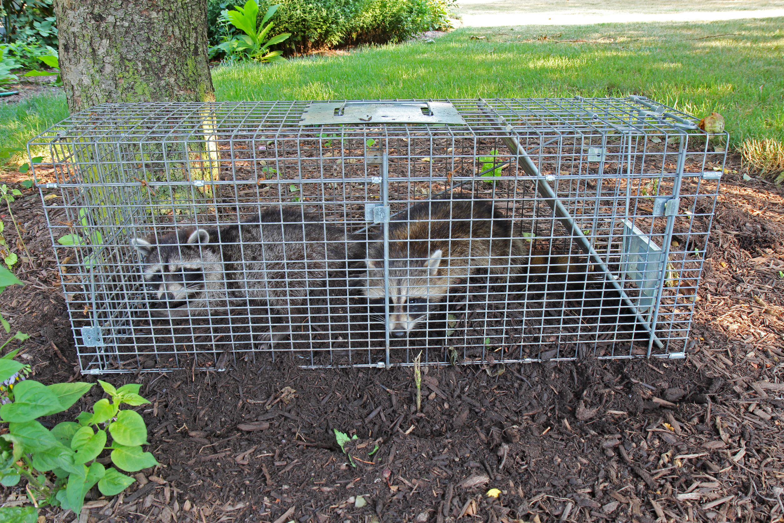 Needing Raccoon Removal In Westerville, OH