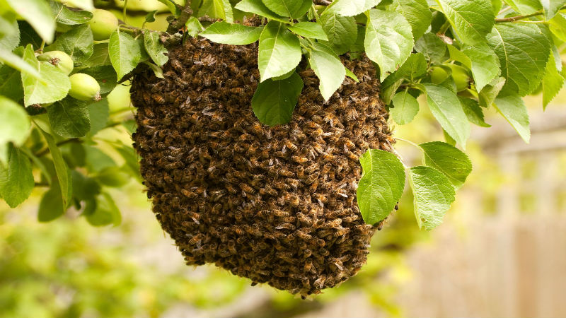 What is a Honey Bee Swarm in Reynoldsburg, and Why is it Dangerous?