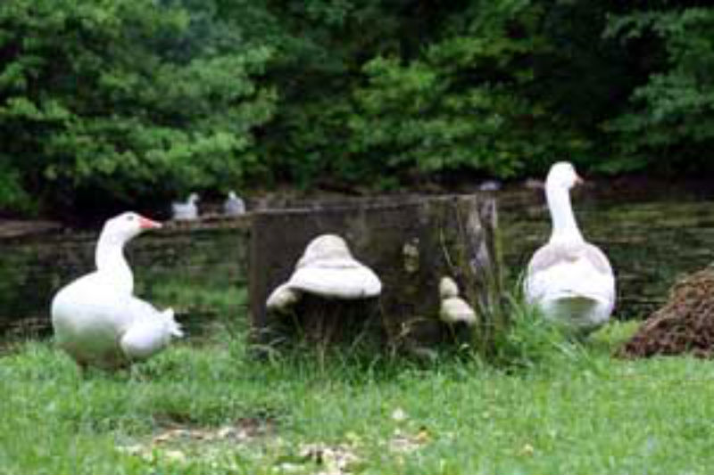 Tips for Geese Removal in Westerville, OH