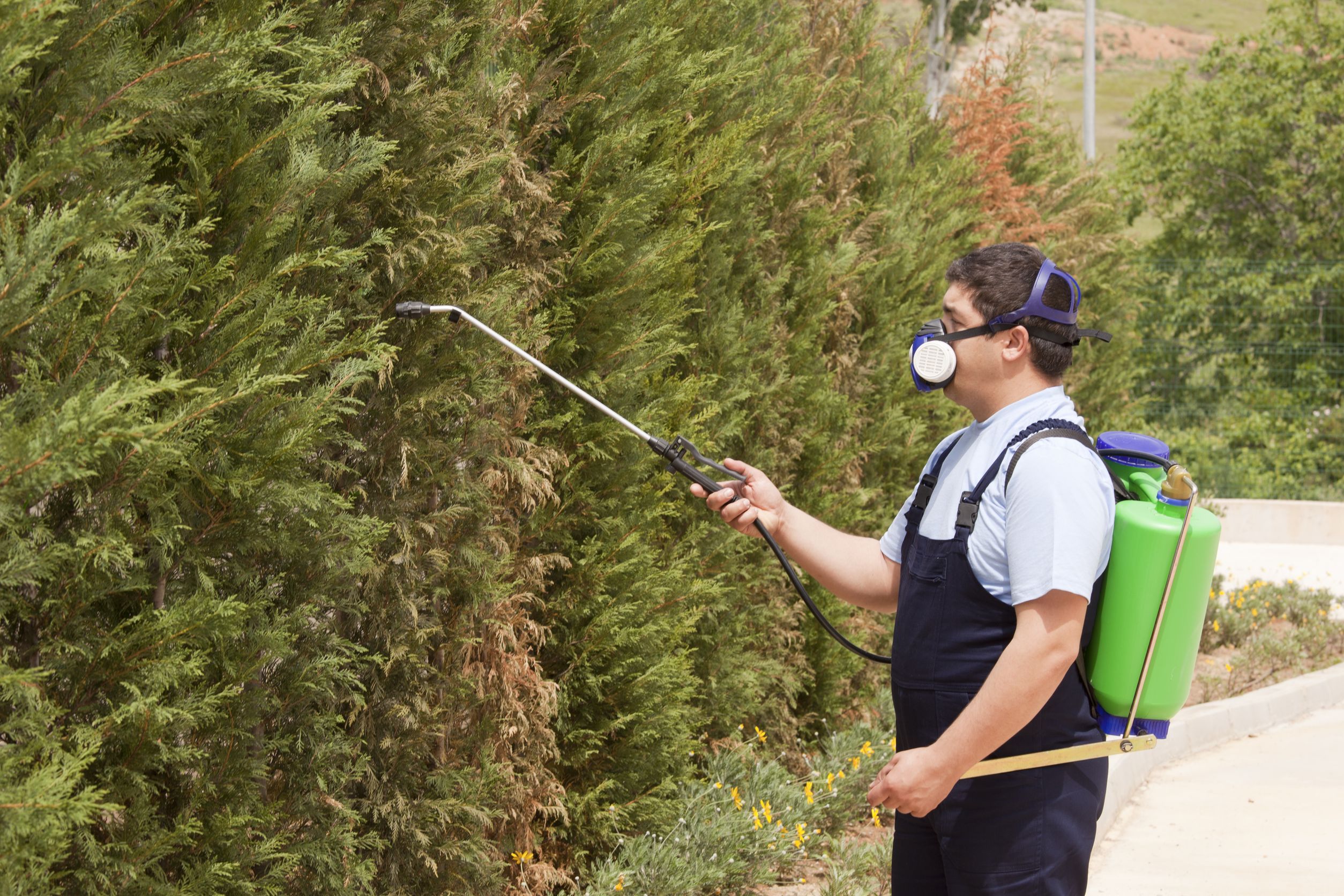 Pests that Require Ornamental Pest Control Services in Boynton Beach Florida