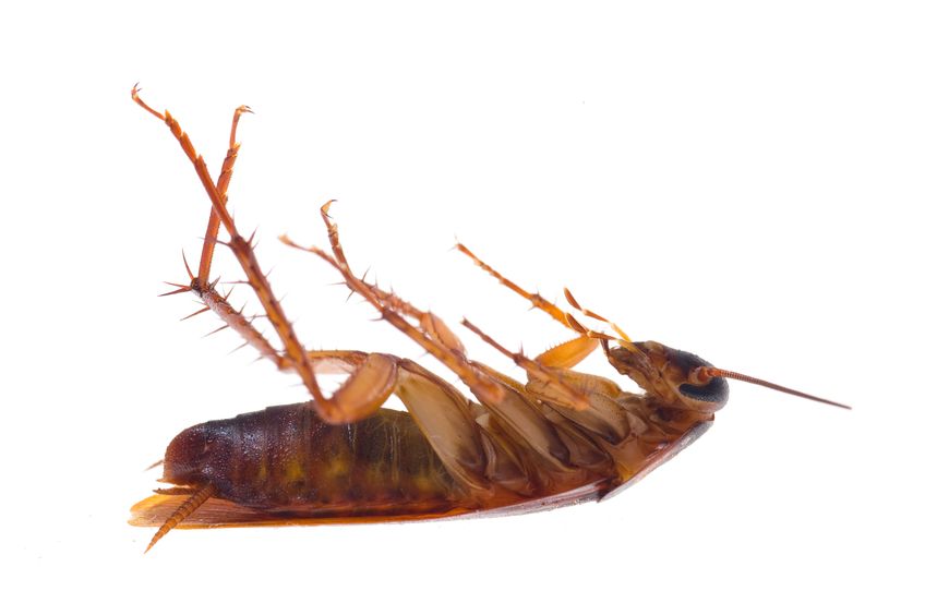 4 Signs A Homeowner Should Contact A Professional Who Provides Roaches Extermination Services In Hilo